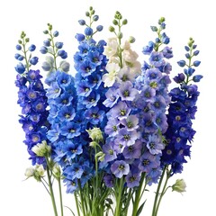 Beautiful bouquet of blue and white delphinium flowers isolated on white background