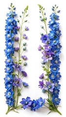 Elegant Delphinium Flowers Arranged in Vertical Frames on a White Background