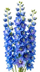 A Stunning CloseUp of Vibrant Blue Delphinium Flowers on a White Background