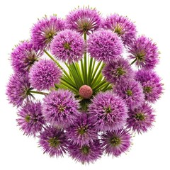 Overhead view of beautiful Allium flower head isolated on a white background
