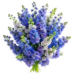 Beautiful bouquet of blue and white delphinium flowers isolated on white background