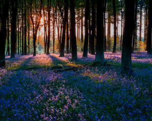 Blubell Woods