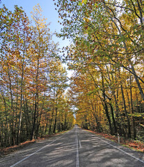 A view of a tree-lined road in Turkey