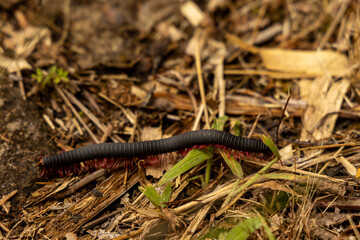 The millipede on the ground