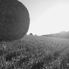 hay bales in the field