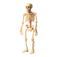 Educational skeleton model demonstration classroom visual aid learning environment side view anatomy concept