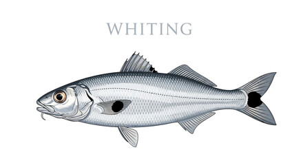 Obraz premium Whiting Fish Seafood illustration White background.