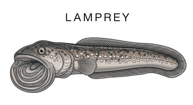 Lamprey Sea creature Vector illustration Fish.