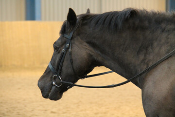 The Head and Harness of a Magnificent Riding Horse.