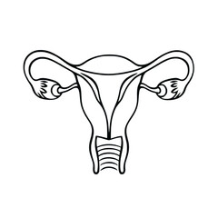 Uterus Line Art Icon – Female Reproductive System Anatomy Illustration