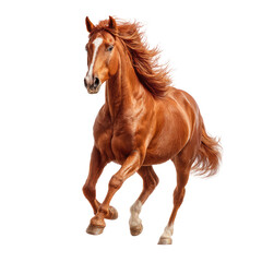 Obraz premium Full shot of a powerful chestnut horse in a running pose against a black background. The horse's mane and tail are flowing, showcasing its strength and speed