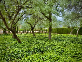 Peaceful forest with green ivy, wild nature, visual calm