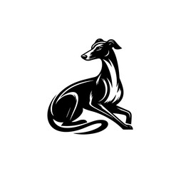 black and white horse