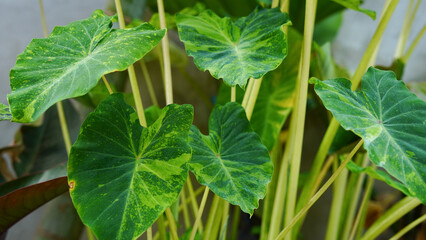 Colocasia esculenta, Lemon Lime Gecko or Colocasia or bicolor Colocasia