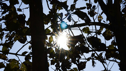 Sunlight shining through the branches of a tree in the garden.