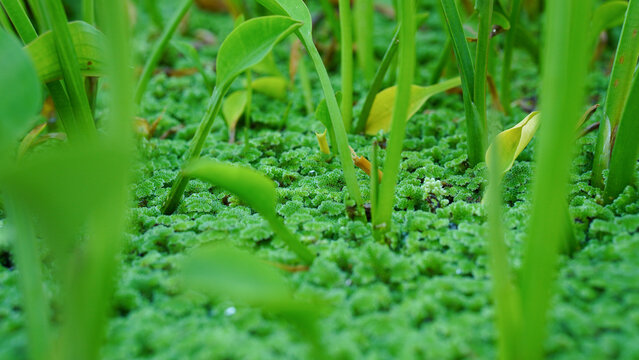 Close up of duckweed floating on water surface with selective focus.