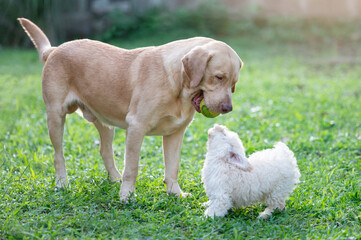 Big and small dog play on green grass park