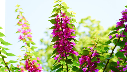 Pink bougainvillea flower in the garden. Paper flower, Bougainvillea glabra Choisy.