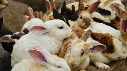 Group of rabbits eating food in the farm.