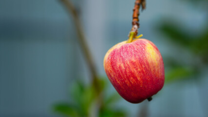 Anna apples hanging on a tree, ready to be picked
