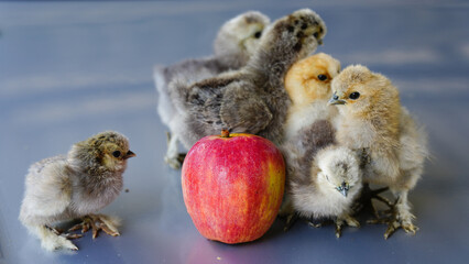 One bright red apple and several silky chicks