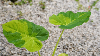 colocasia gigantea hook .f variegated