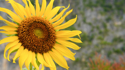 Fototapeta premium Close-up of sunflower on natural background.