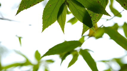 Close-up of green leaves on white sky background.