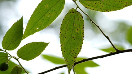 Close-up of green leaves on white sky background.