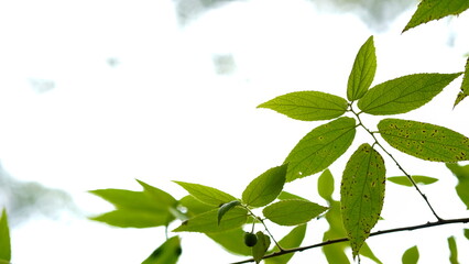 Close-up of green leaves on white sky background.