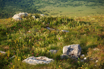 A scenic view of colorful wildflowers on Shiljak Peak in the Rtanj mountain range, Serbia.