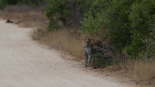  A leopardess and her sub adult cubs Crossing the road