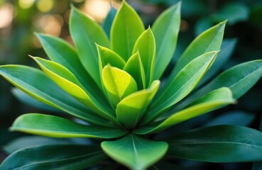 Close-up of a green succulent plant with thick, fleshy leaves arranged in a rosette pattern