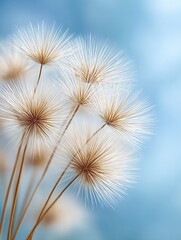 Obraz premium Close-up of fluffy dandelions against a vibrant blue sky background.