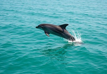 Fototapeta premium Ocean's Leap