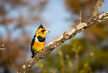 crested barbet