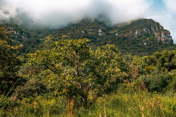 Scenic view of foggy Mountain landscapes amidst trees at Mount Napak in Karamoja Region, Uganda 