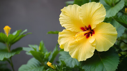 Selective focus shot of a pistil of yellow hibiscus flower