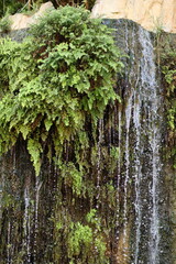 A serene waterfall cascades down a mossy stone wall, surrounded by lush green ferns and vegetation,...