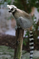 A ring-tailed lemur sits gracefully on a wooden post, its long striped tail hanging down, while it gazes alertly into the distance in a natural habitat setting.