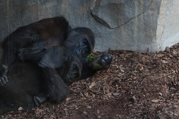 Two gorillas rest closely together on the ground, one gently embracing the other in a quiet moment...