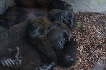 Two gorillas rest closely together on the ground, one gently embracing the other in a quiet moment of affection, surrounded by bark and a concrete wall.