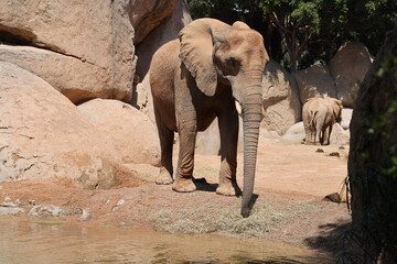 An African elephant stands near the water’s edge in a sunny, rocky habitat, its trunk gently curved as it gazes calmly forward, surrounded by trees and boulders.