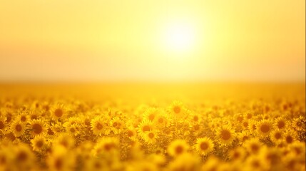 Sun-drenched sunflower field at golden hour.