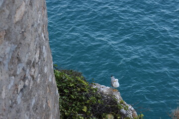 A seagull stands on a rocky cliff edge covered with green vines, overlooking the calm, turquoise...