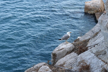 A seagull stands calmly on a rocky cliff edge above the blue sea, surrounded by dry vegetation. The...