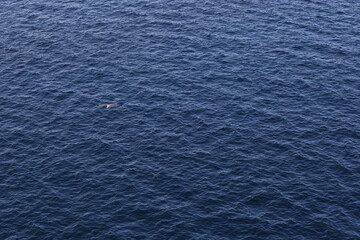 A single bird glides above the vast, rippling surface of the deep blue sea. The peaceful scene captures a sense of freedom and solitude over the endless ocean.