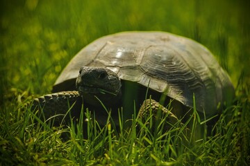 A gopher tortoise eating in a grass field