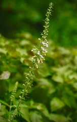 Growing plant