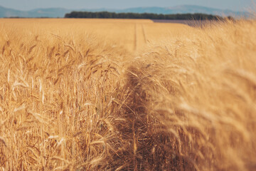 Golden wheat field stretches under clear blue sky near mountains during late afternoon harvest...